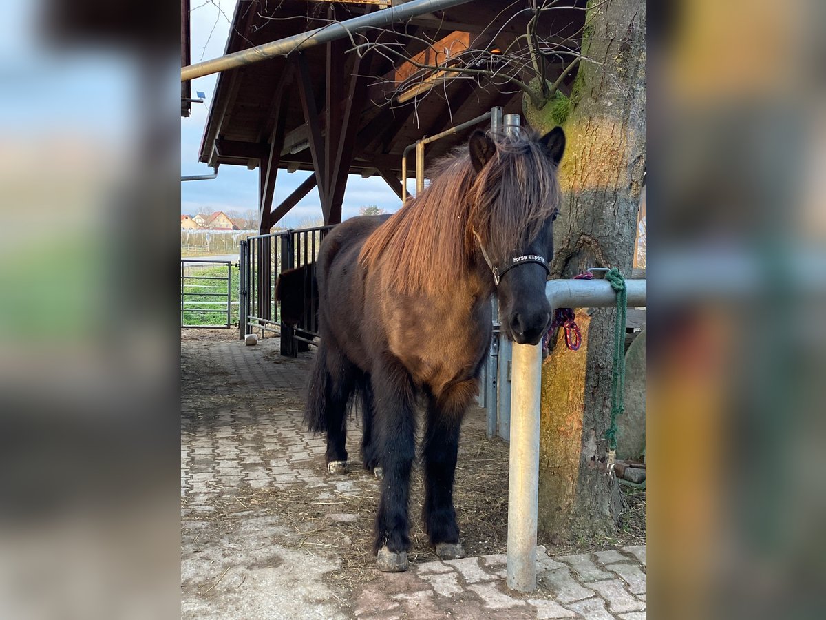 Icelandic Horse Gelding 9 years 14 hh Black in Ravensburg