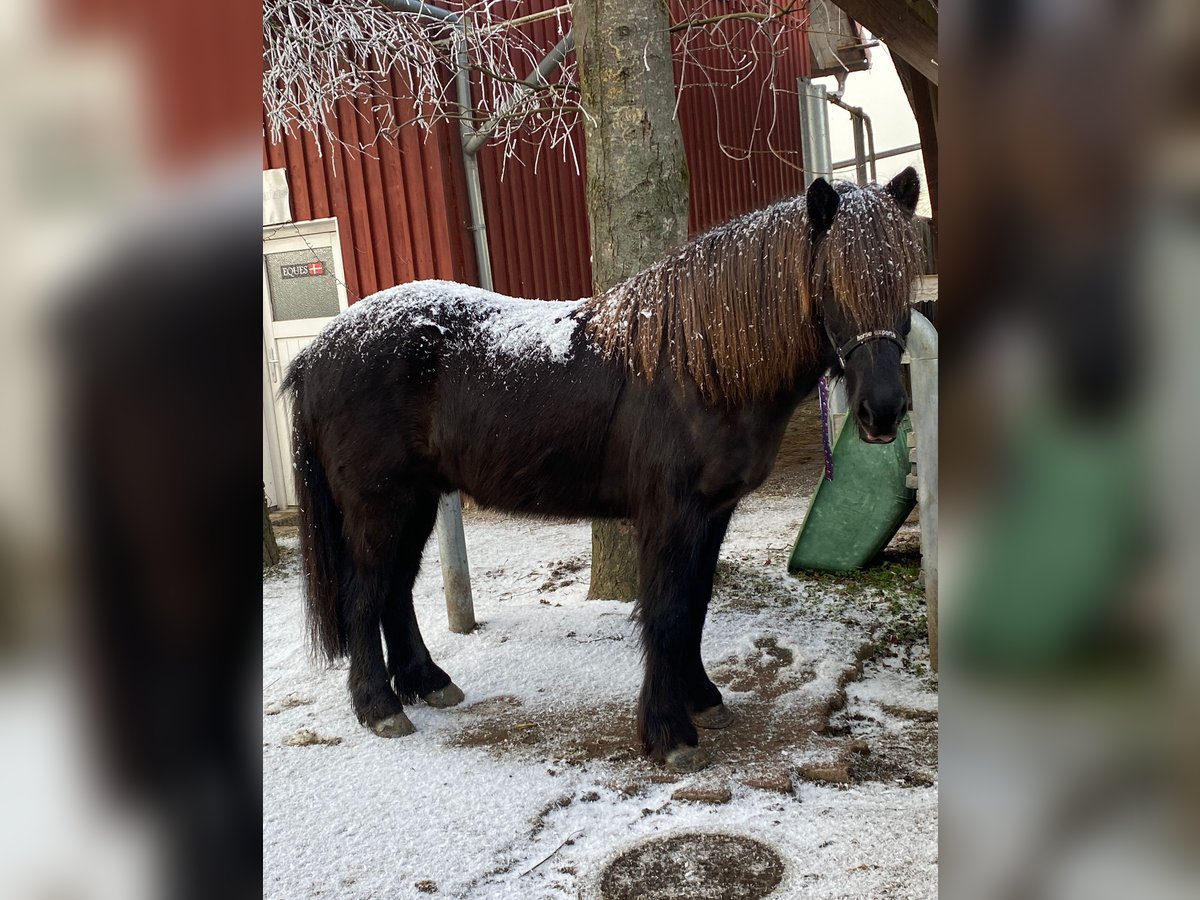 Icelandic Horse Gelding 9 years 14 hh Black in Ravensburg