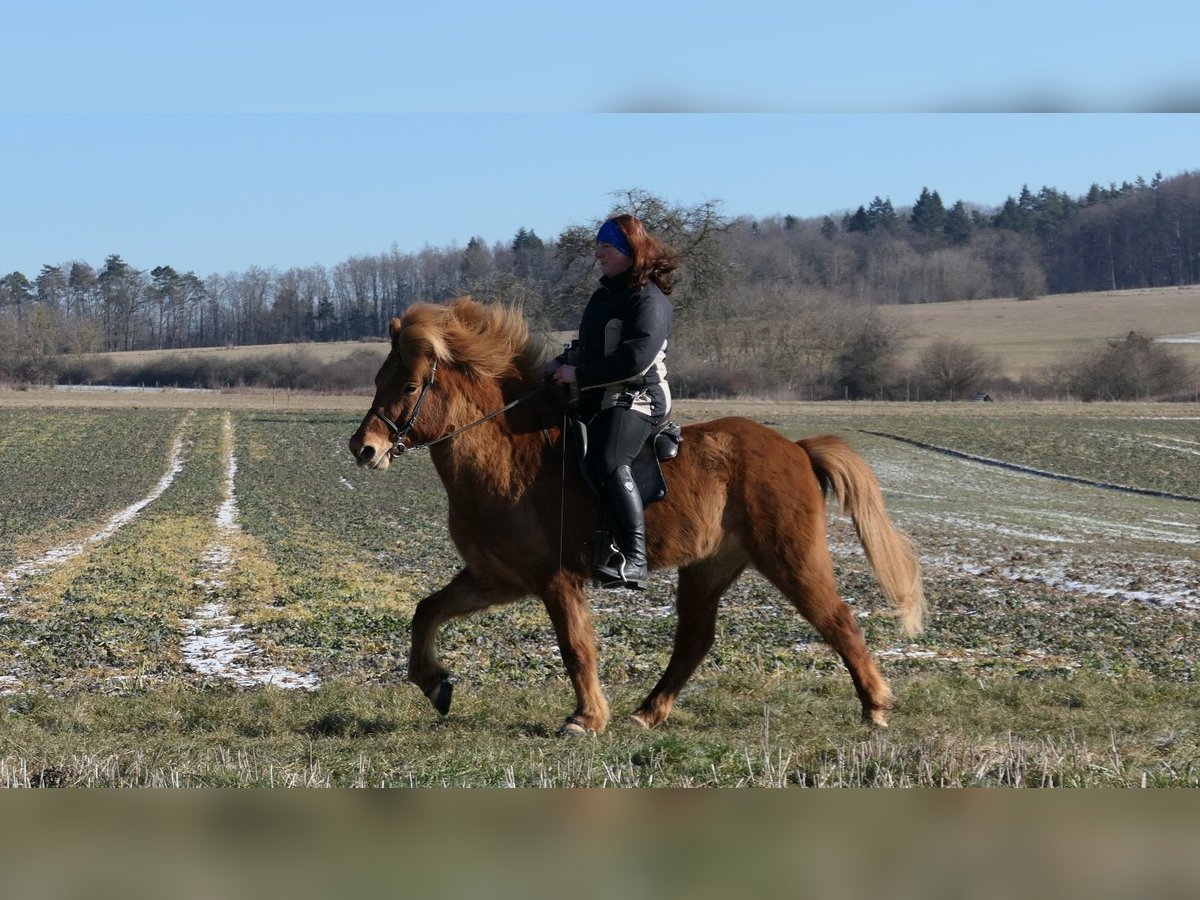 Icelandic Horse Gelding 9 years 14 hh Chestnut-Red in Waldalgesheim