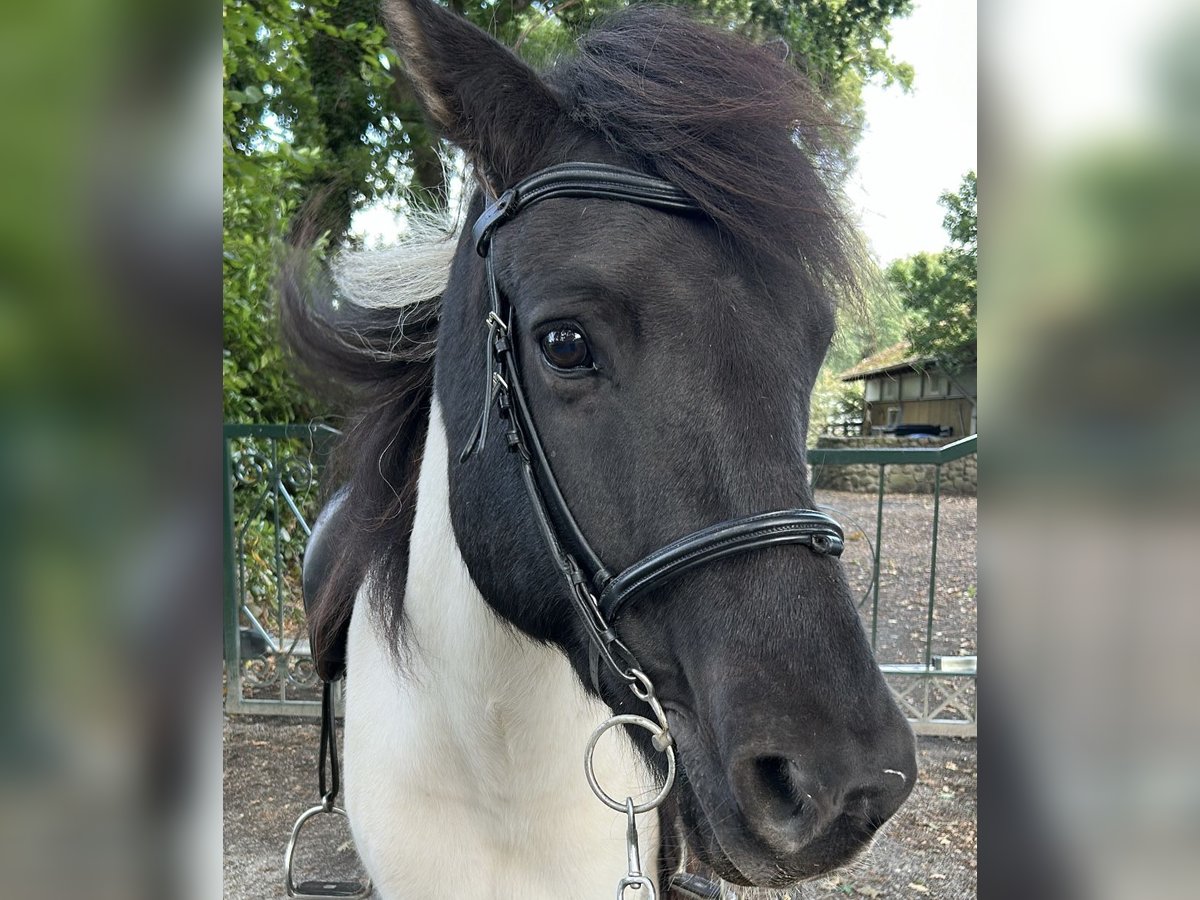 Icelandic Horse Gelding 9 years 14,1 hh Pinto in Schwanewede Icelandic Horse Gelding 9 years 14,1 hh Pinto in Schwanewede
