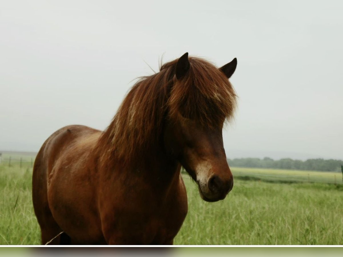 Icelandic Horse Gelding 9 years Bay-Dark in Kehrig