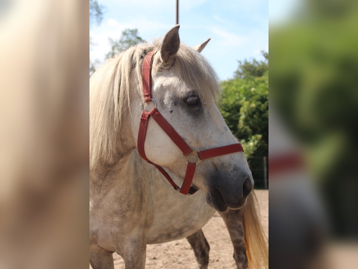 Icelandic Horse Mix Mare 10 years 11,2 hh Gray in Rangsdorf