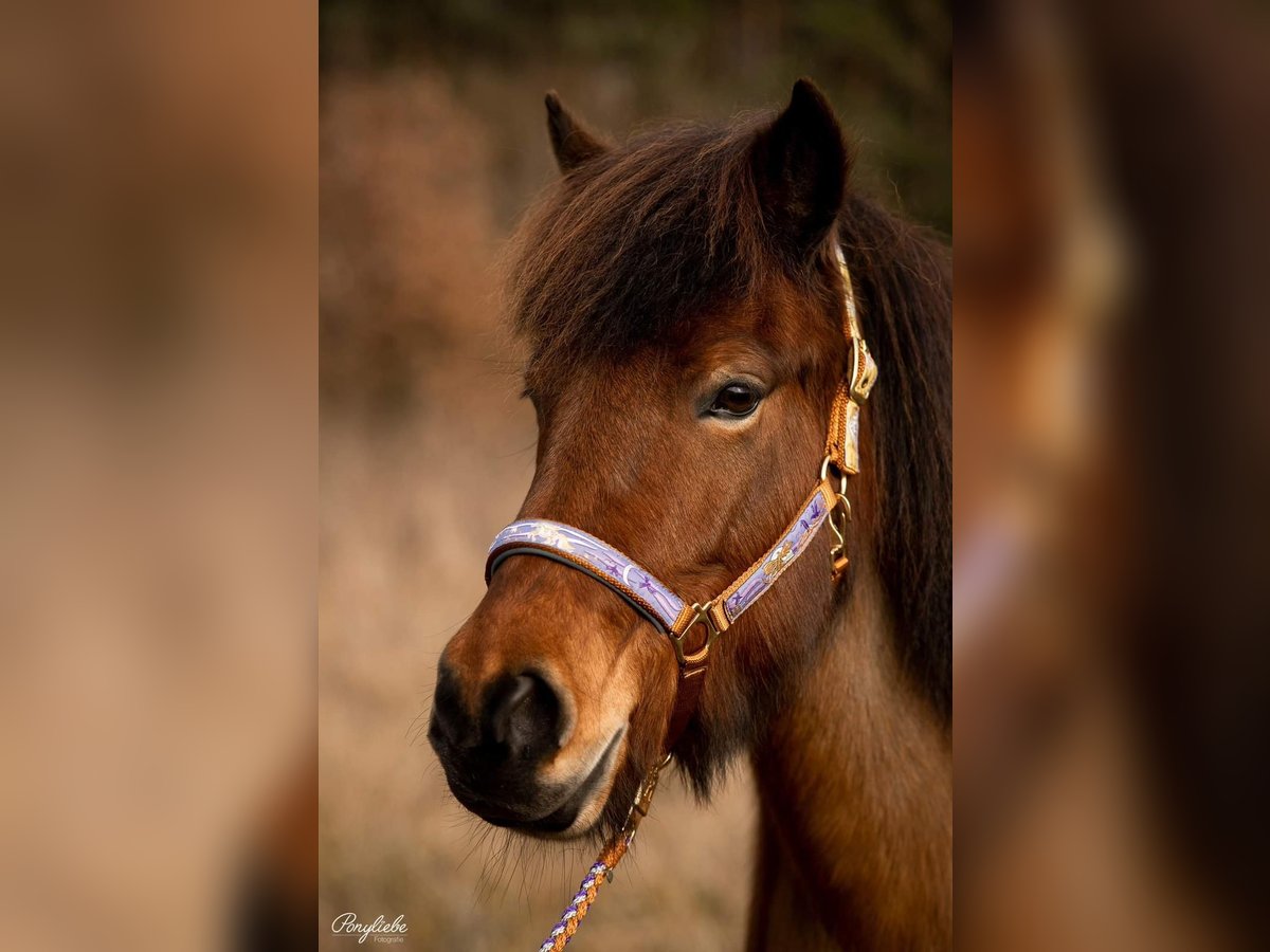 Icelandic Horse Mare 10 years 13,2 hh Bay in Rosenbergrosenberg