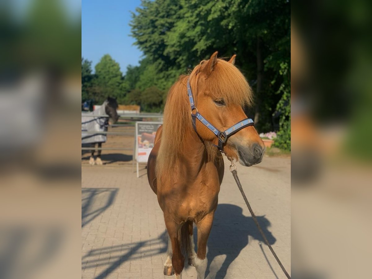 Icelandic Horse Mare 10 years 13,2 hh Pinto in Hamburg