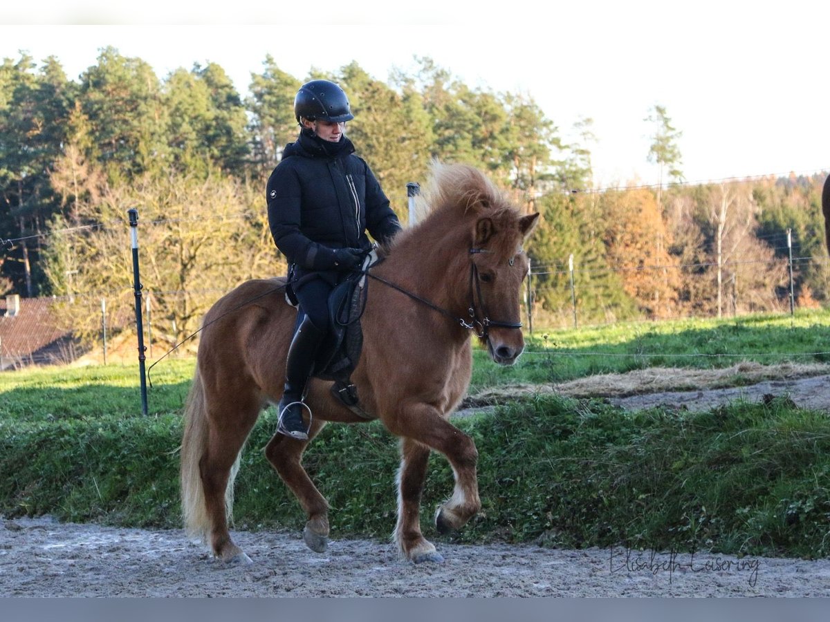 Icelandic Horse Mare 10 years 13,2 hh Red Dun in Tann