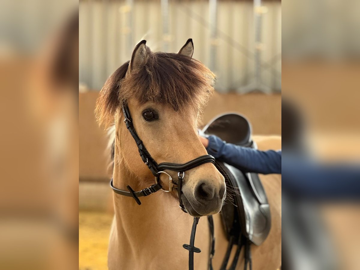Icelandic Horse Mare 10 years 13,2 hh in Meckenheim Icelandic Horse Mare 10 years 13,2 hh in Meckenheim