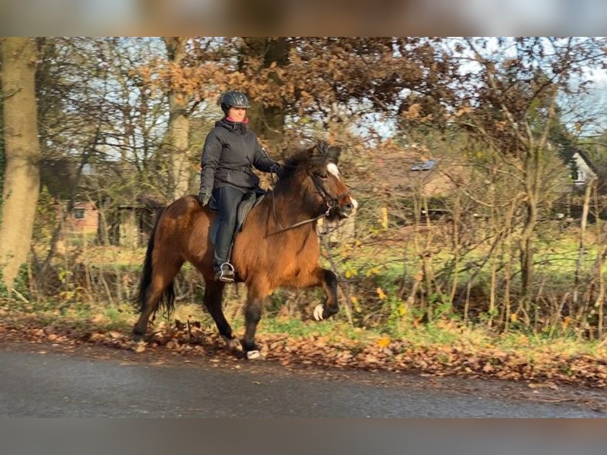 Icelandic Horse Mare 10 years 14 hh Brown in Schneverdingen