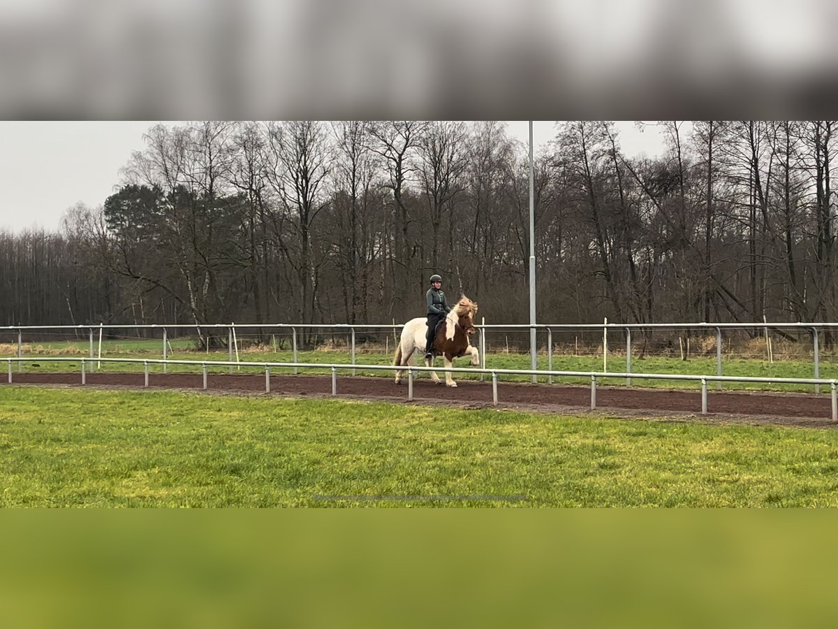 Icelandic Horse Mare 10 years 14 hh Pinto in Soltau