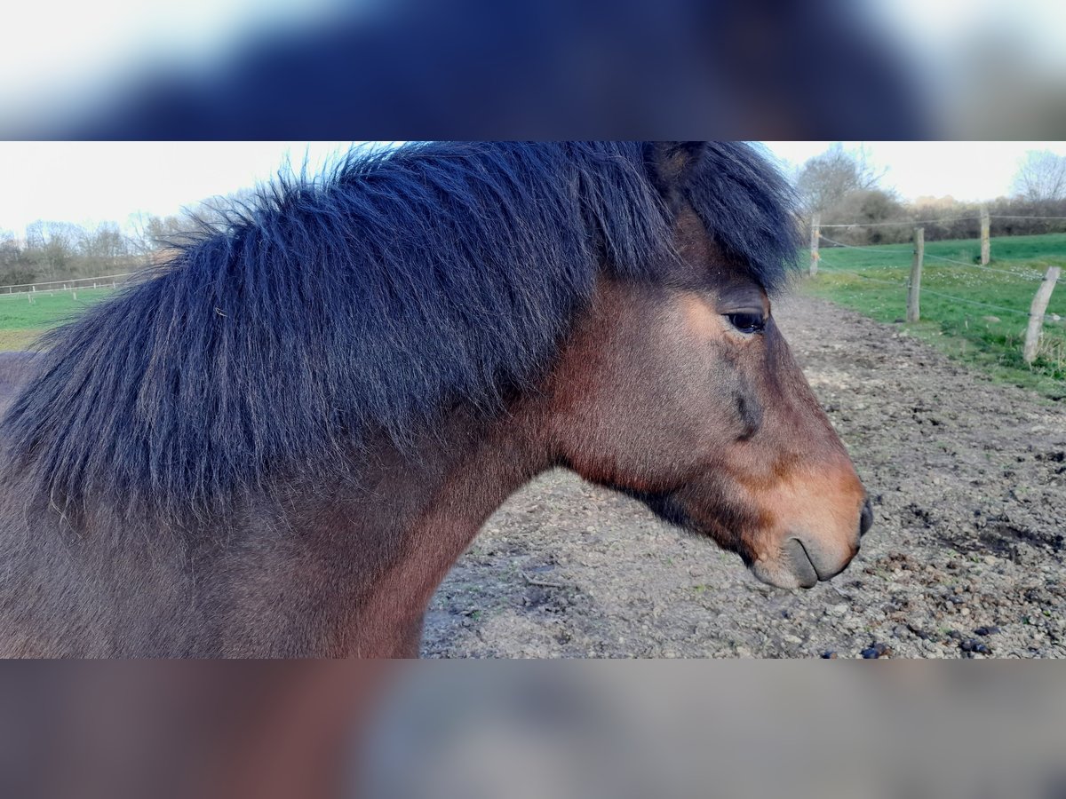 Icelandic Horse Mare 10 years Brown in Stockelsdorf