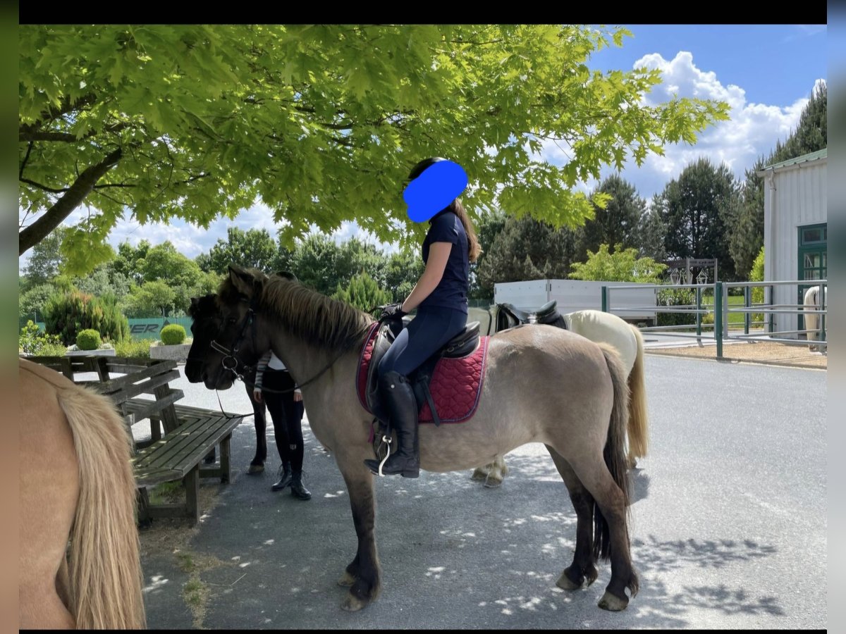 Icelandic Horse Mare 10 years in Bad Tatzmannsdorf