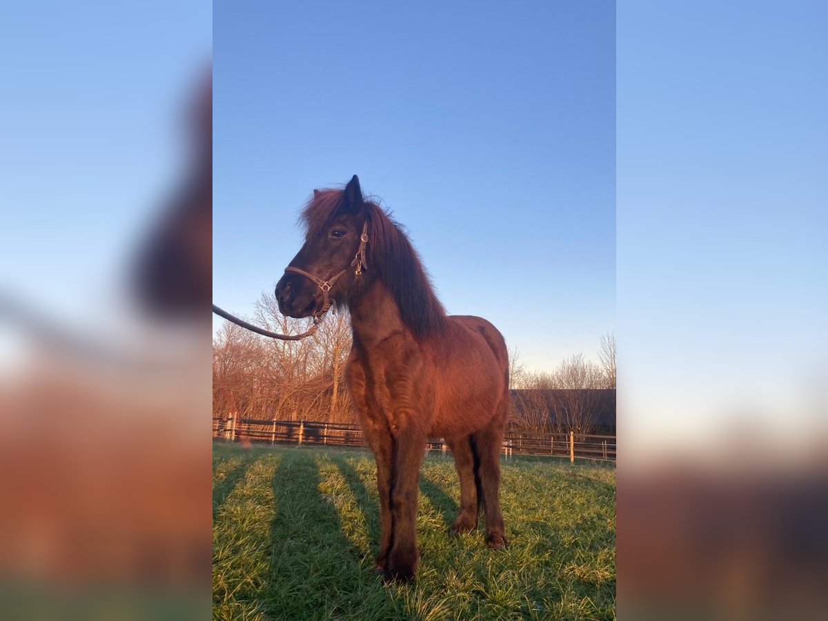 Icelandic Horse Mare 11 years 13,1 hh Black in Prien am Chiemsee