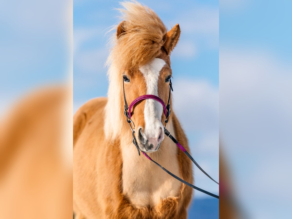 Icelandic Horse Mare 11 years 13,1 hh Chestnut-Red in Sippersfeld