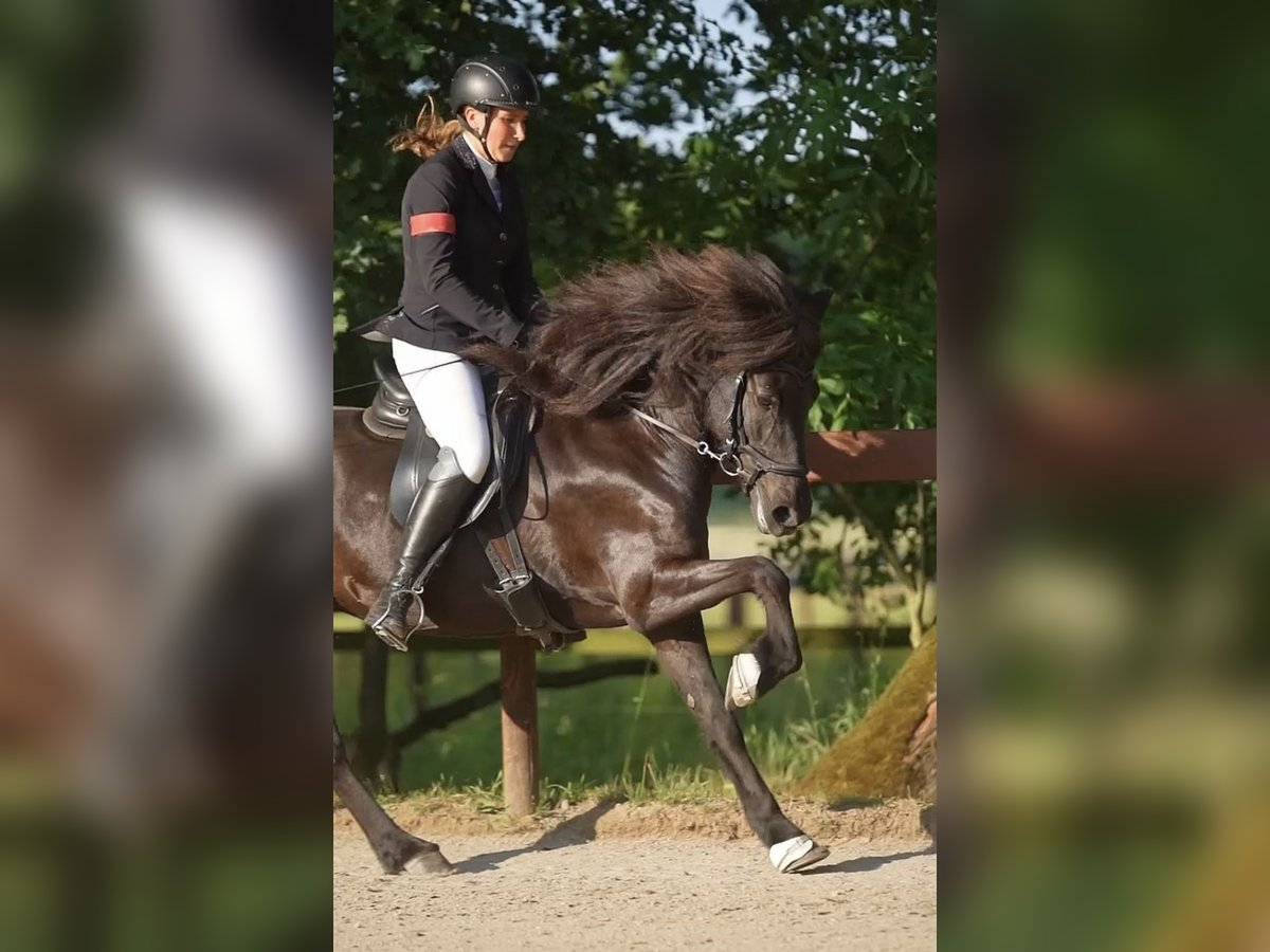 Icelandic Horse Mare 11 years 13,2 hh Black in Großhansdorf