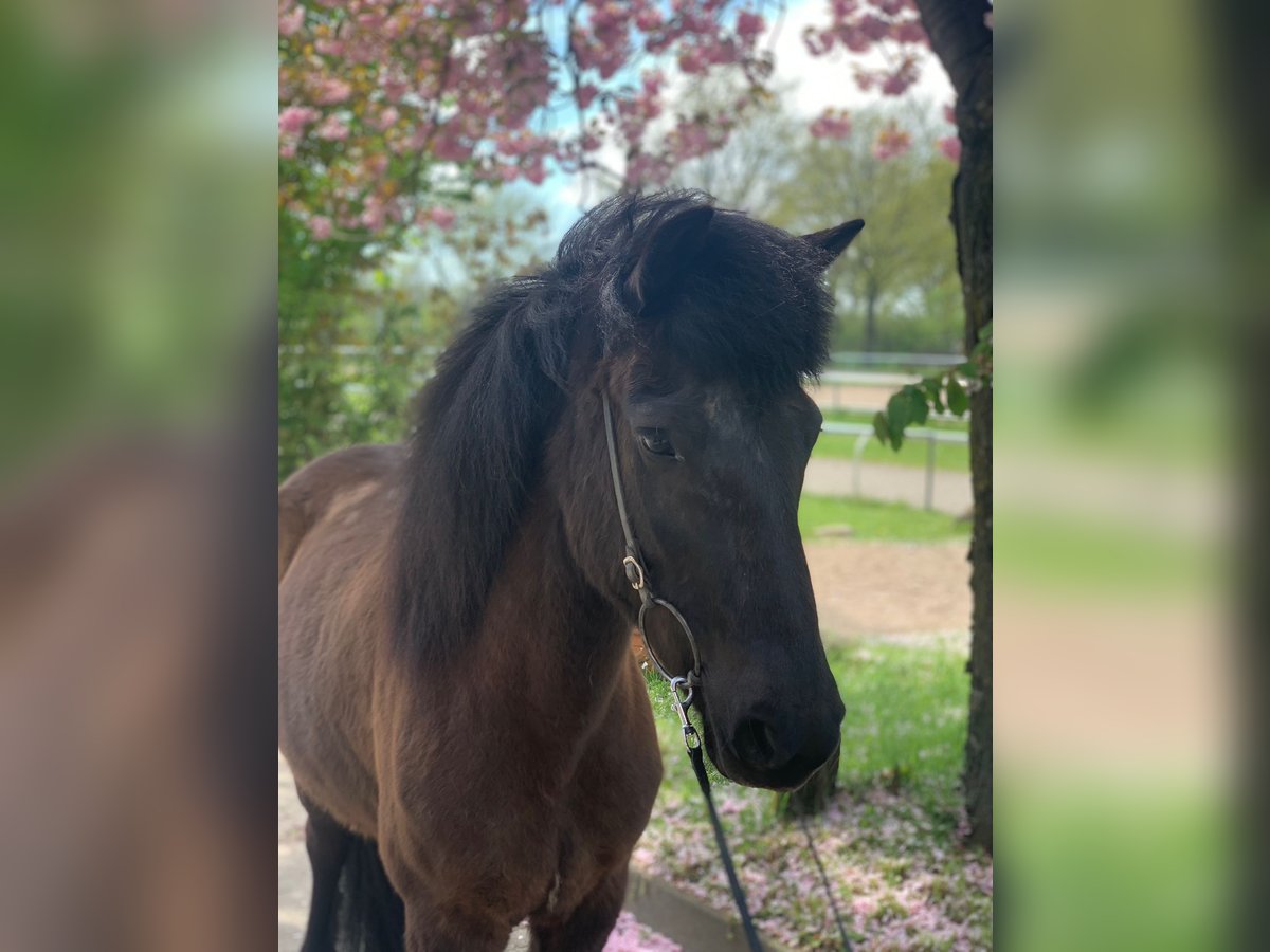 Icelandic Horse Mare 11 years 13,2 hh Black in Hamburg