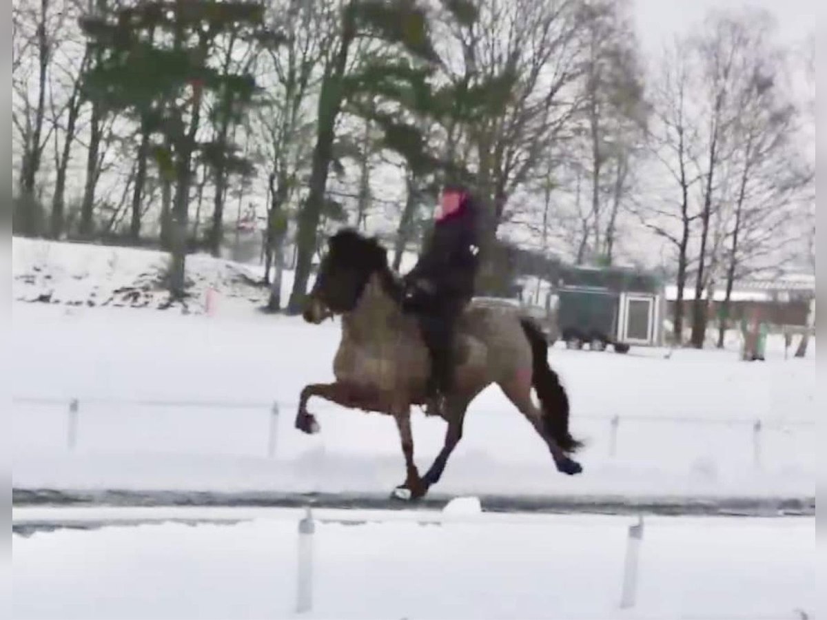 Icelandic Horse Mare 11 years 13,2 hh Brown in Arendsee