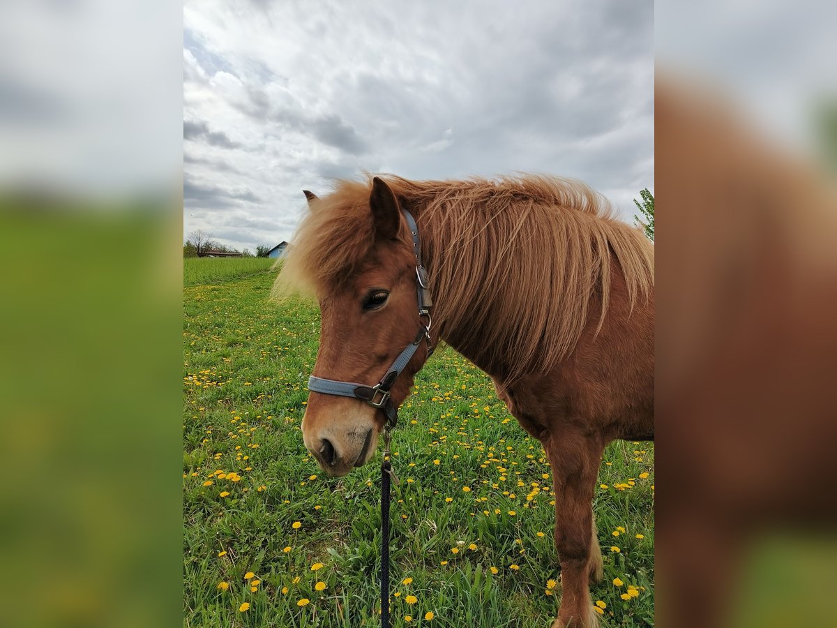 Icelandic Horse Mare 11 years 13,2 hh in St. Veit