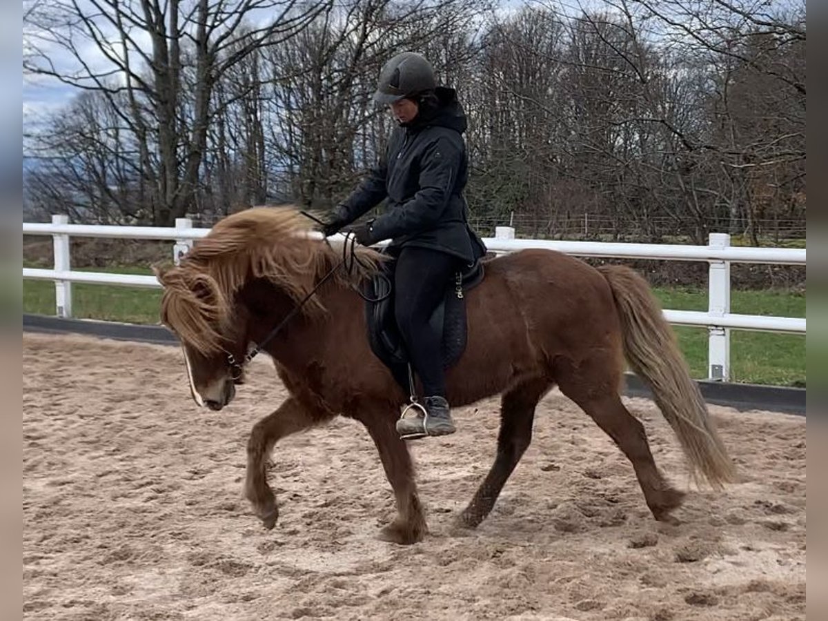 Icelandic Horse Mare 11 years 13,3 hh Chestnut-Red in Calw