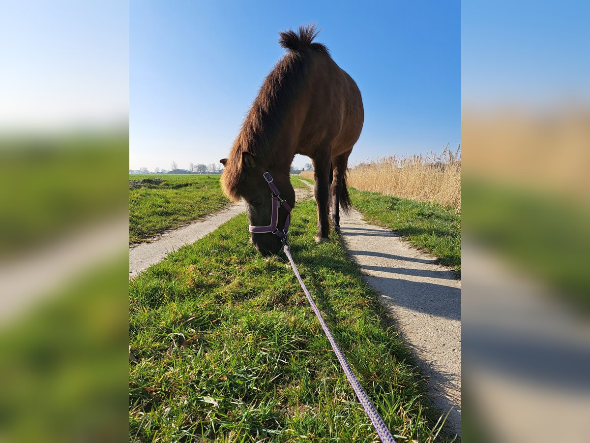Icelandic Horse Mare 11 years 13,1 hh Black in Nordermeldorf Icelandic Horse Mare 11 years 13,1 hh Black in Nordermeldorf