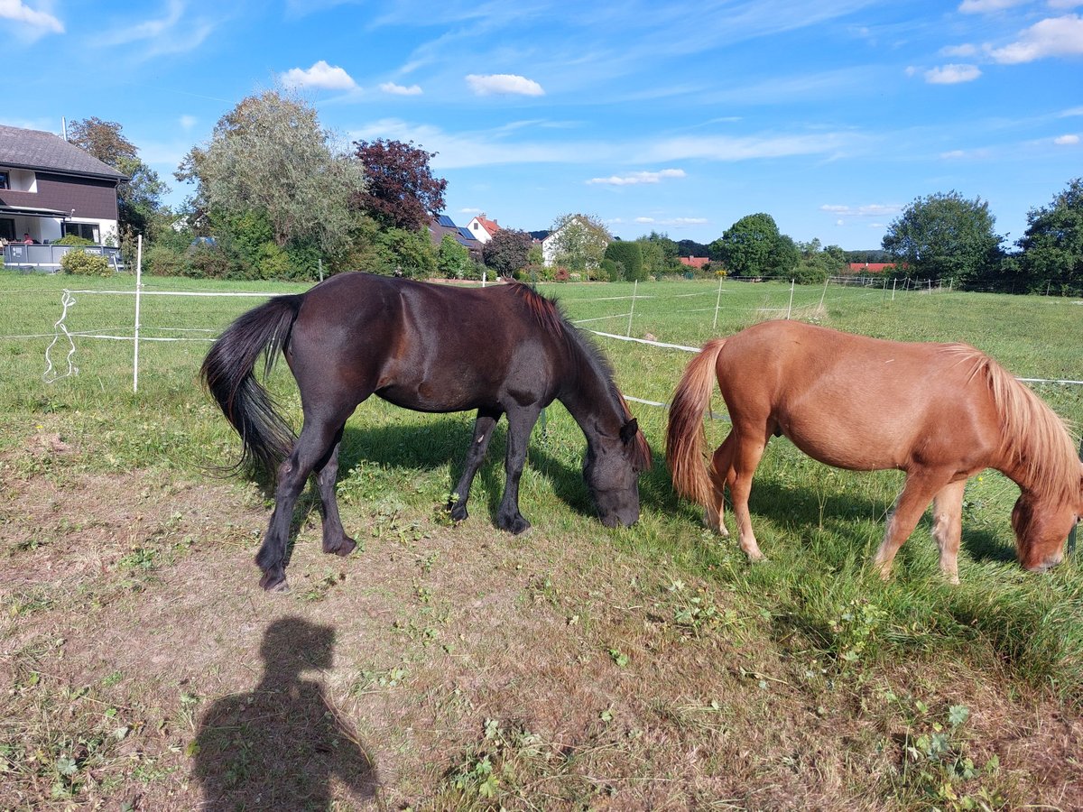 Icelandic Horse Mare 11 years 13,2 hh Black in M&#xFC;hlacker
