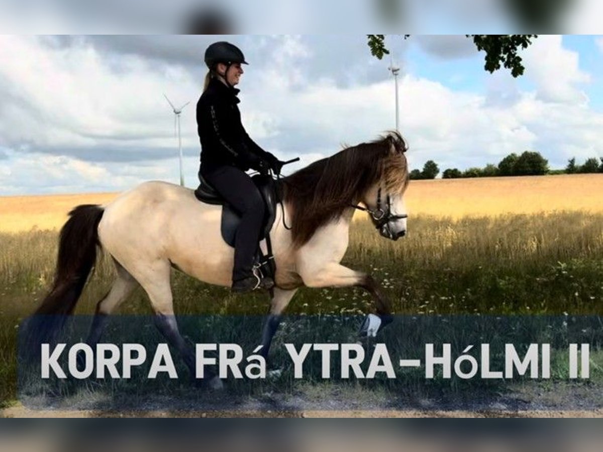 Icelandic Horse Mare 11 years 13,2 hh Buckskin in Schneverdingen