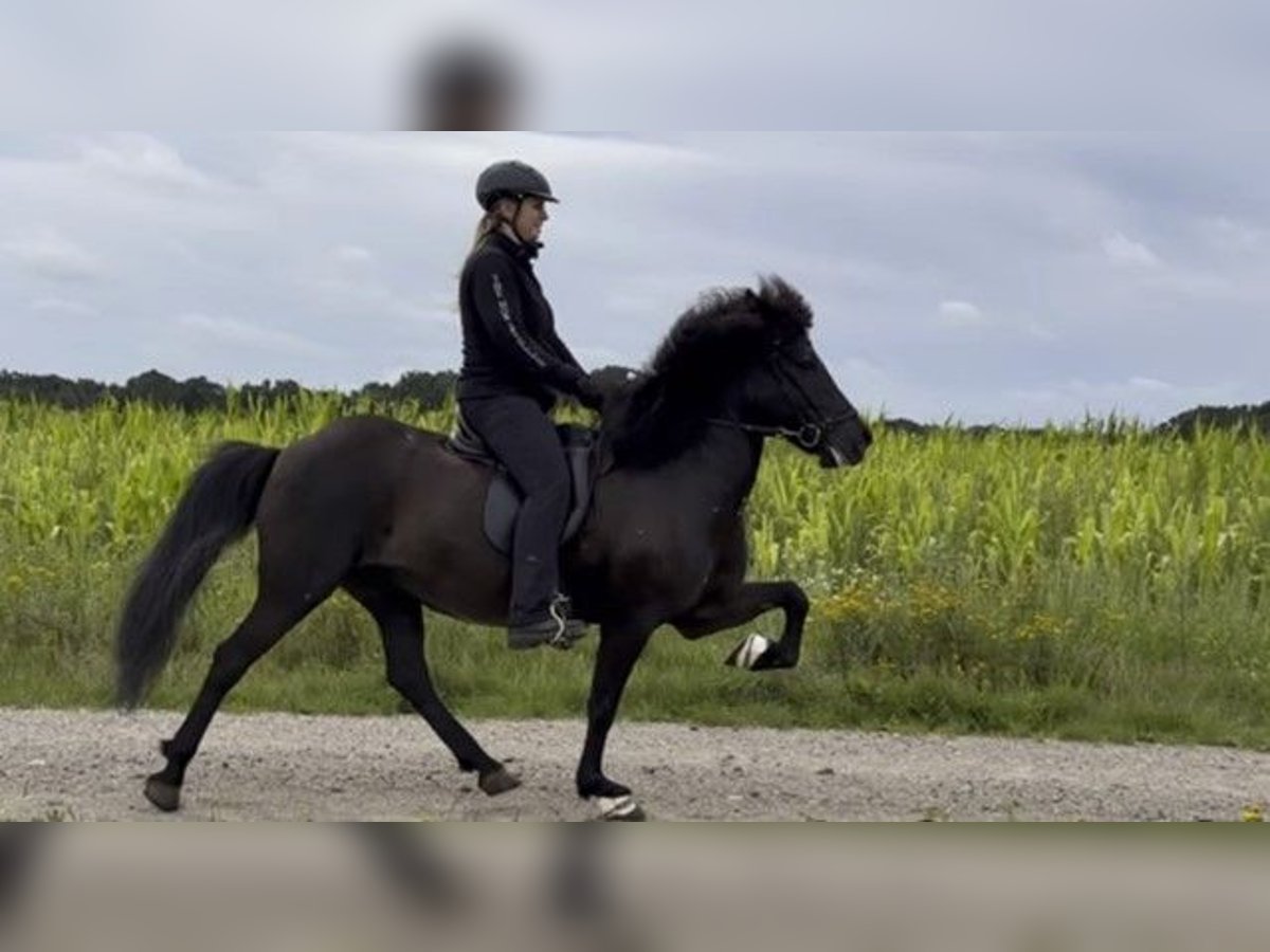 Icelandic Horse Mare 11 years 14 hh Black in Schneverdingen