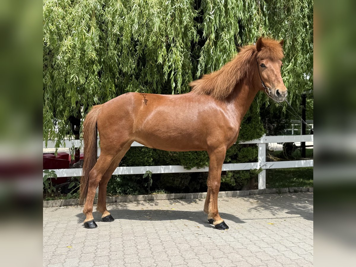 Icelandic Horse Mare 11 years 14,1 hh Chestnut-Red in Lochen am See