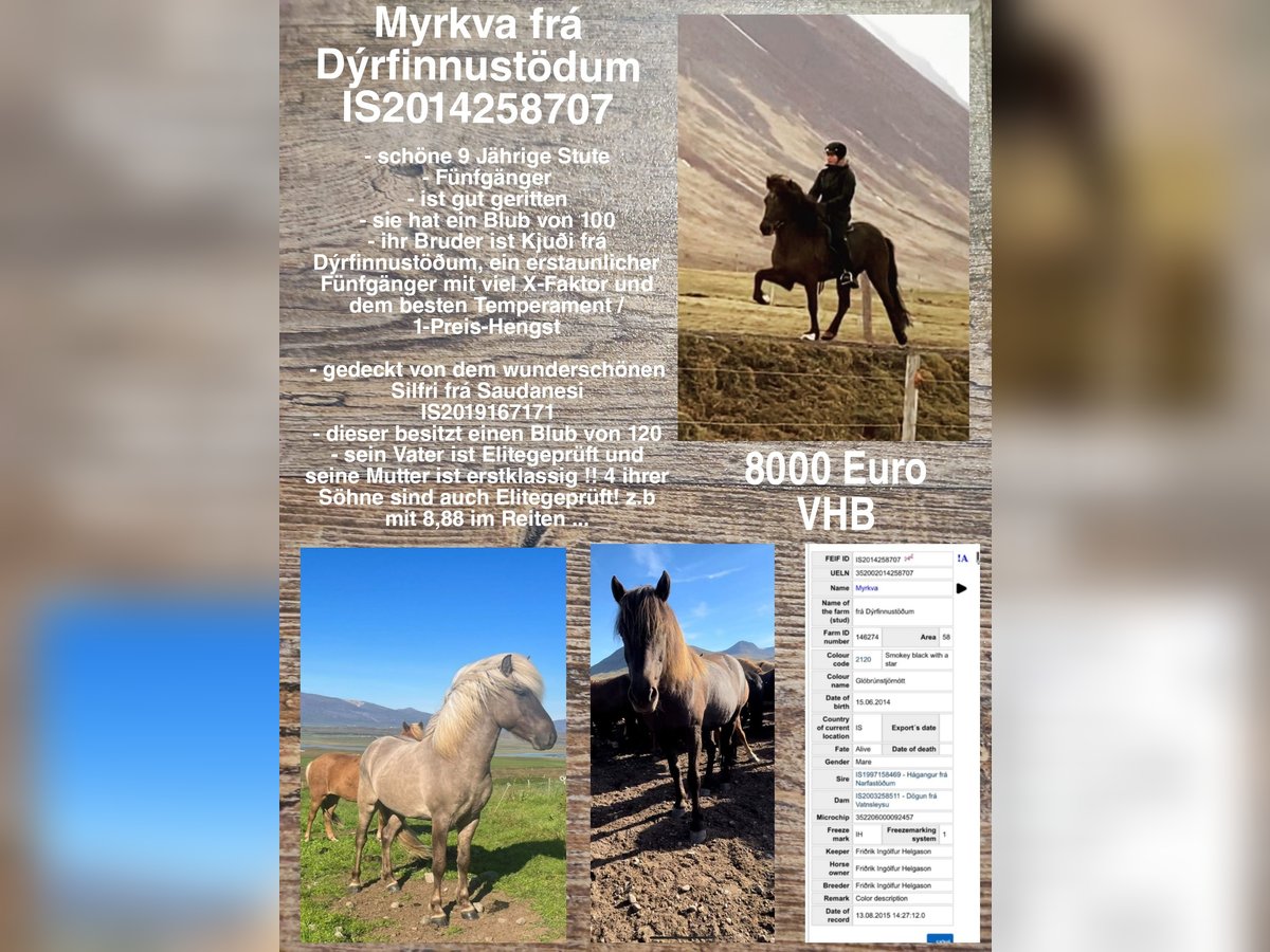 Icelandic Horse Mare 11 years in Reykjavik