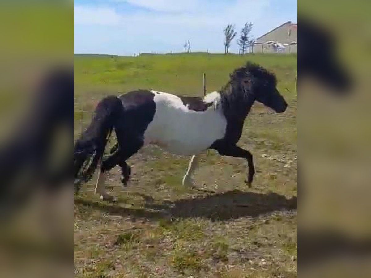 Icelandic Horse Mare 11 years Pinto in Süd-Island