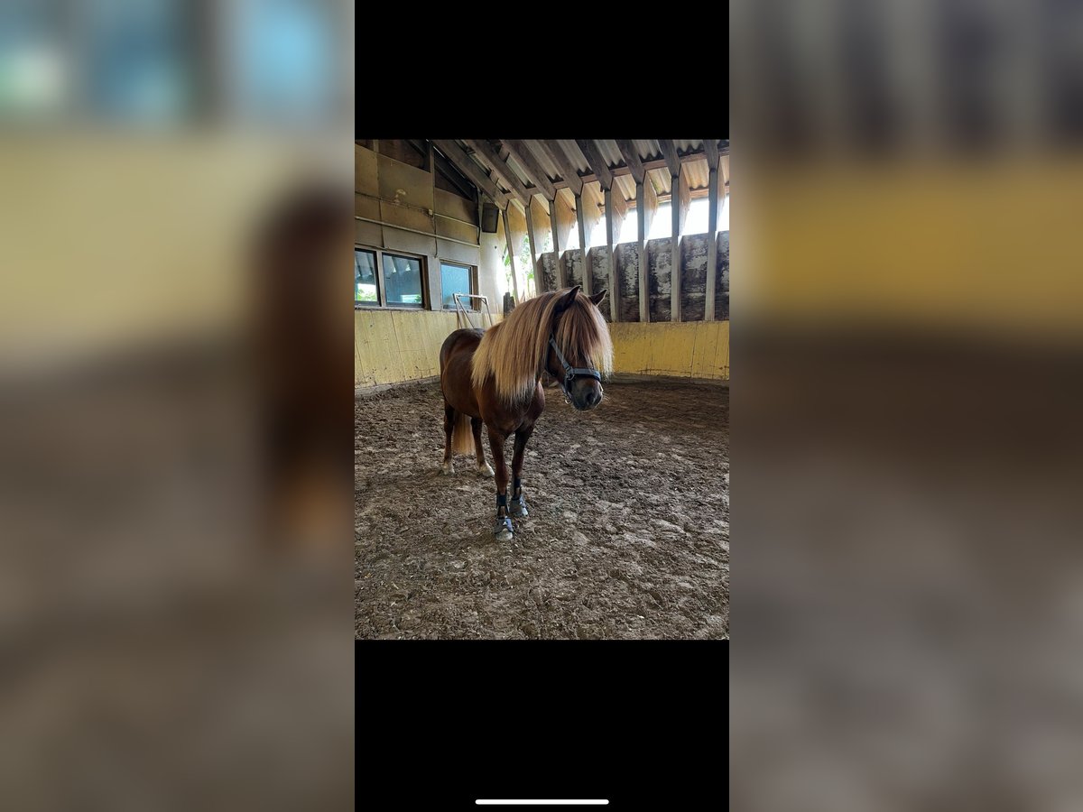 Icelandic Horse Mare 12 years 13,1 hh Chestnut-Red in Beckingen