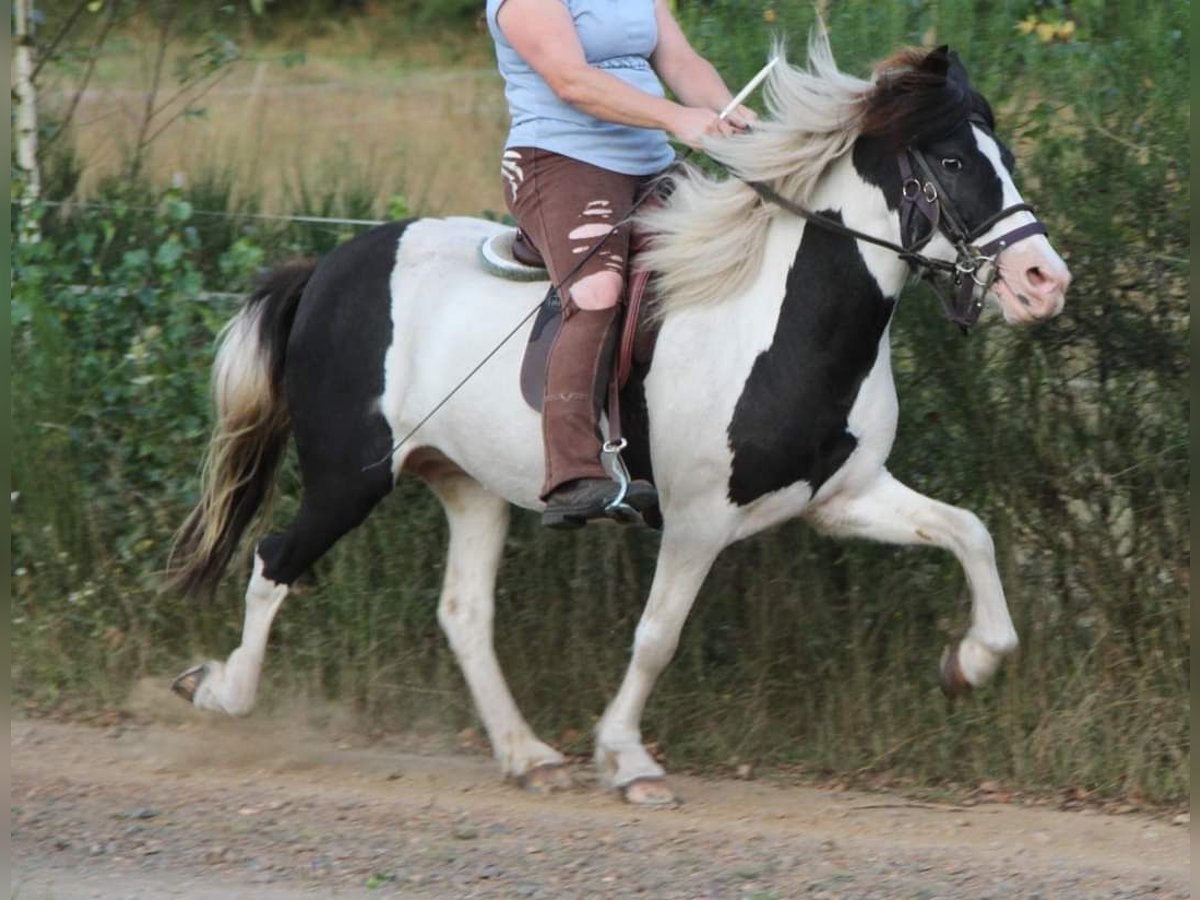 Icelandic Horse Mare 12 years 13,1 hh Pinto in Saarland