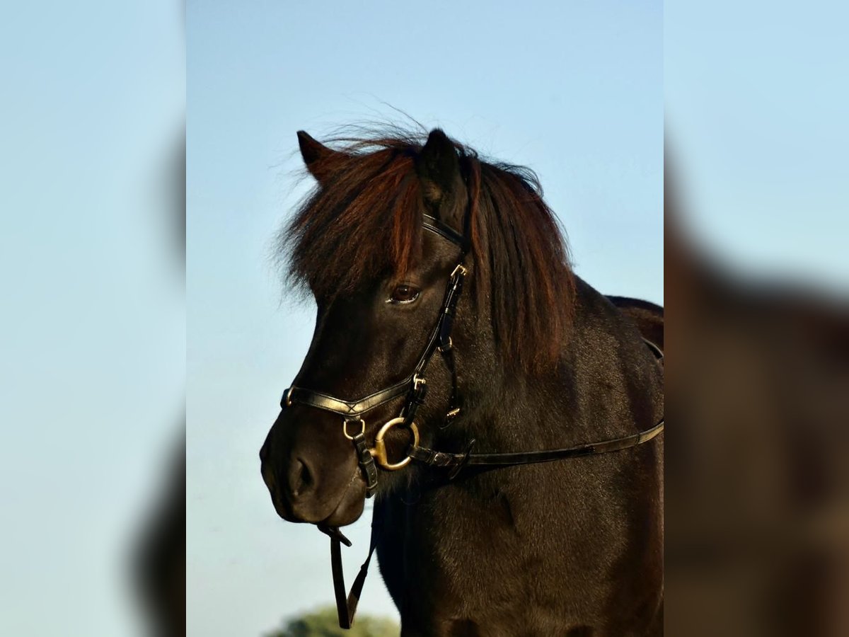 Icelandic Horse Mare 12 years 13,1 hh Smoky-Black in Duisburg