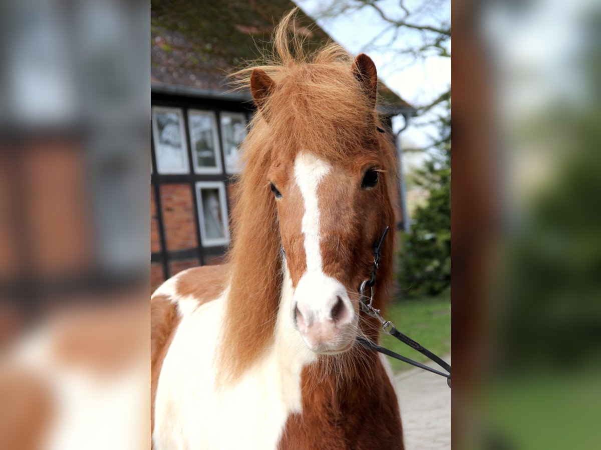 Icelandic Horse Mare 12 years 13,2 hh Pinto in Soltau