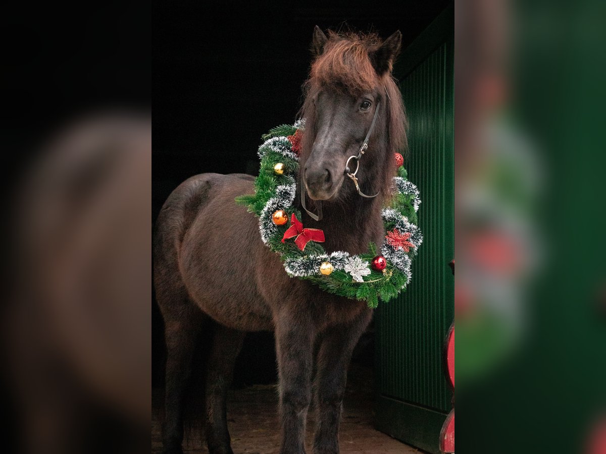 Icelandic Horse Mare 12 years 13,1 hh Black in Herford