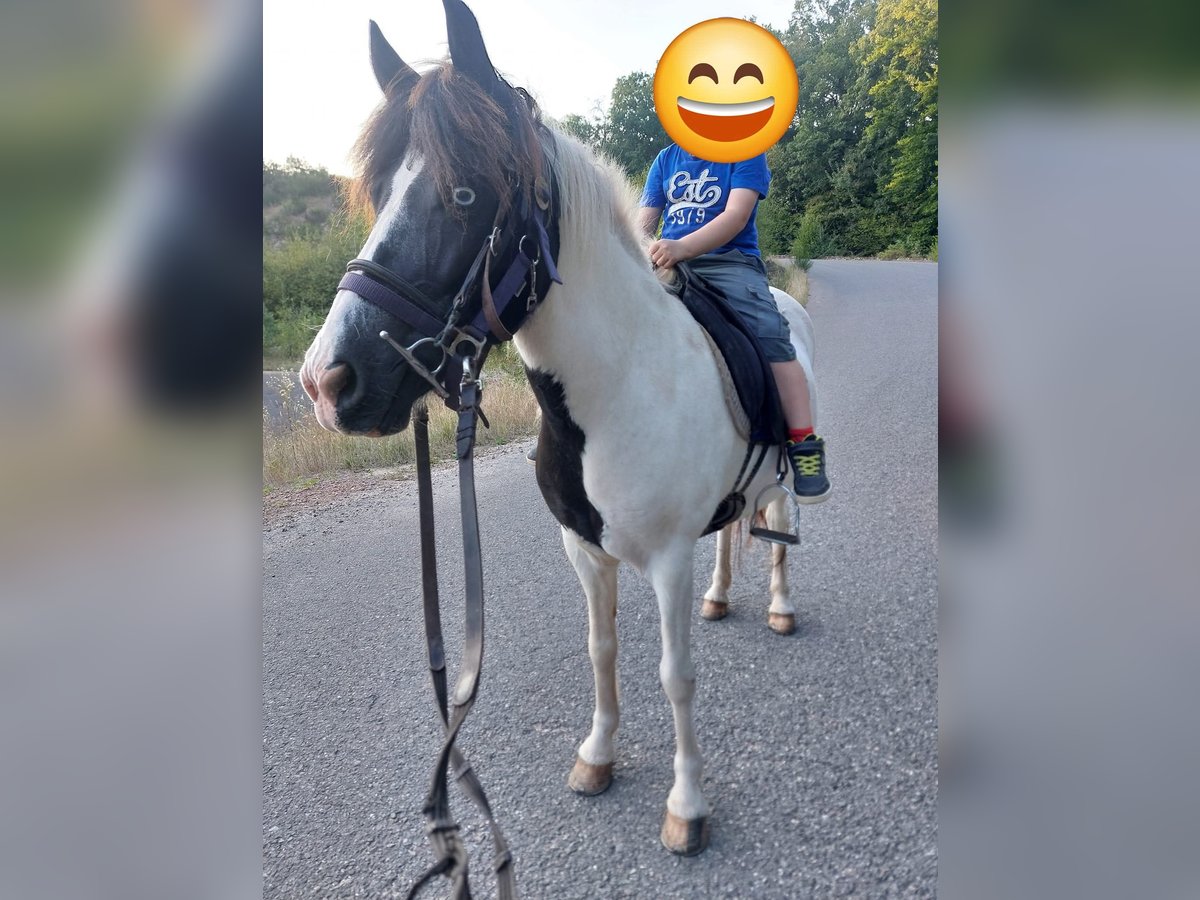 Icelandic Horse Mare 12 years 13,1 hh Pinto in Saarland