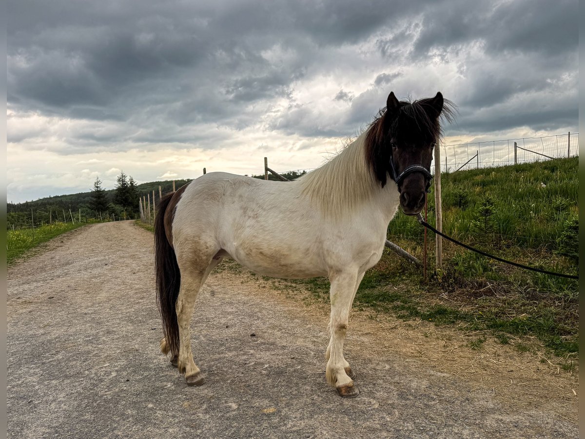 Icelandic Horse Mare 12 years 13,1 hh Pinto in Oberstenfeld