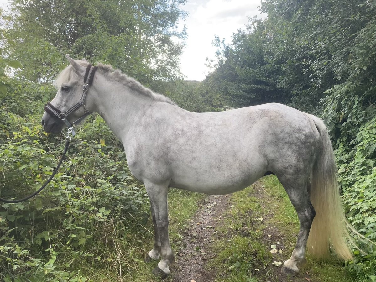Icelandic Horse Mare 12 years 13,2 hh Grey in Windhagen