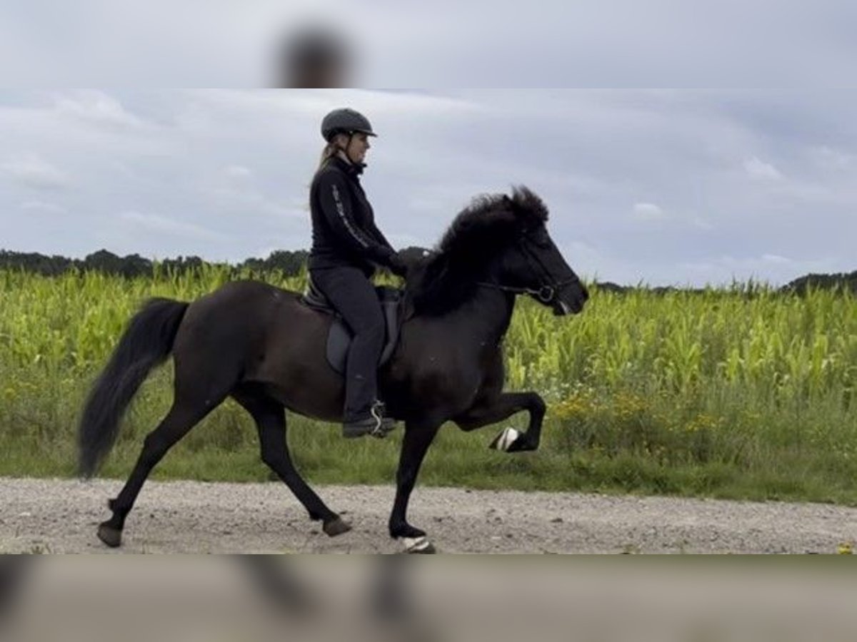 Icelandic Horse Mare 12 years 14 hh Black in Schneverdingen