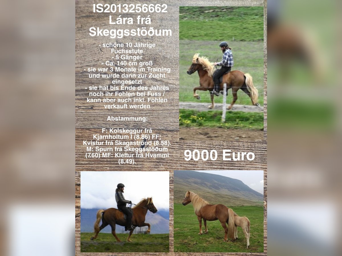 Icelandic Horse Mare 12 years in Reykjavik