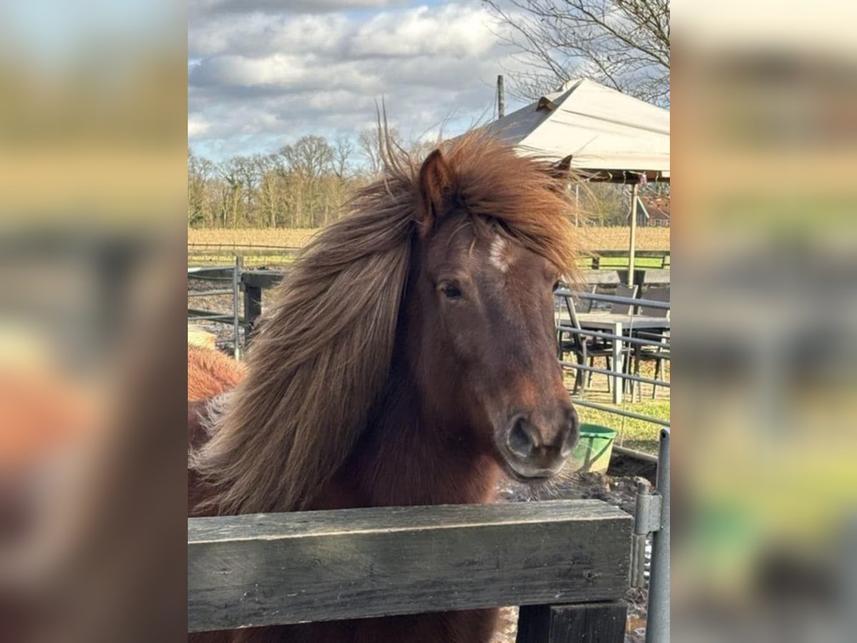 Icelandic Horse Mare 13 years 13,1 hh Chestnut in Südlohn