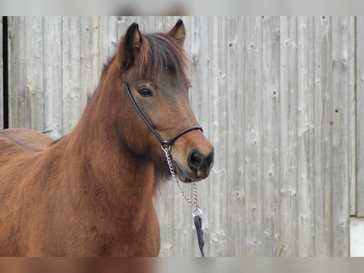 Icelandic Horse Mare 13 years 13,2 hh Brown in Nürtingen