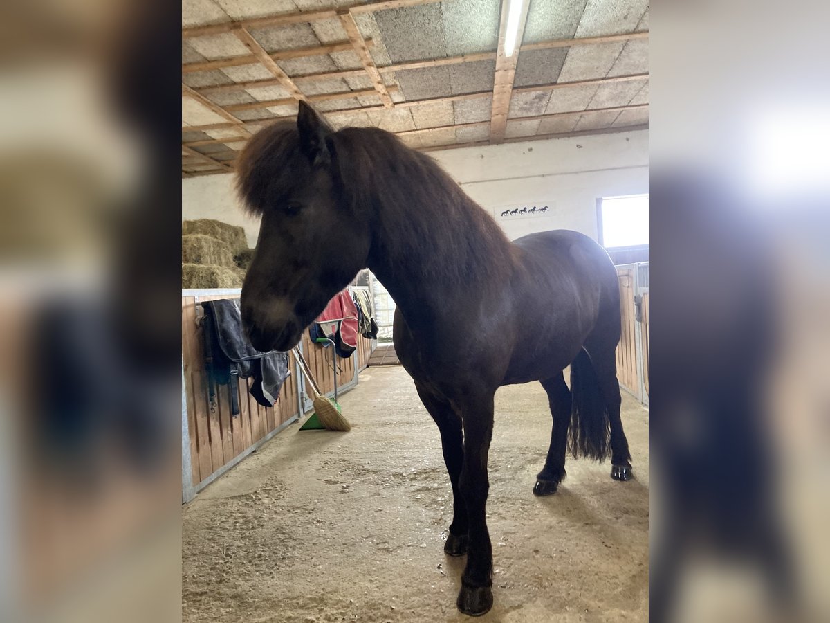 Icelandic Horse Mare 13 years 13,3 hh Black in Linkenbach