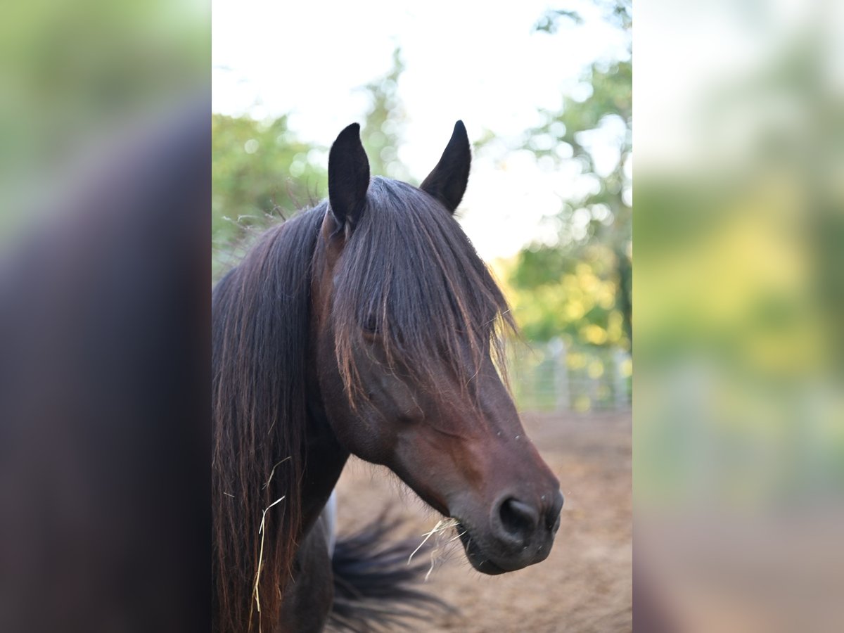 Icelandic Horse Mare 13 years 13 hh Brown in Offenheim