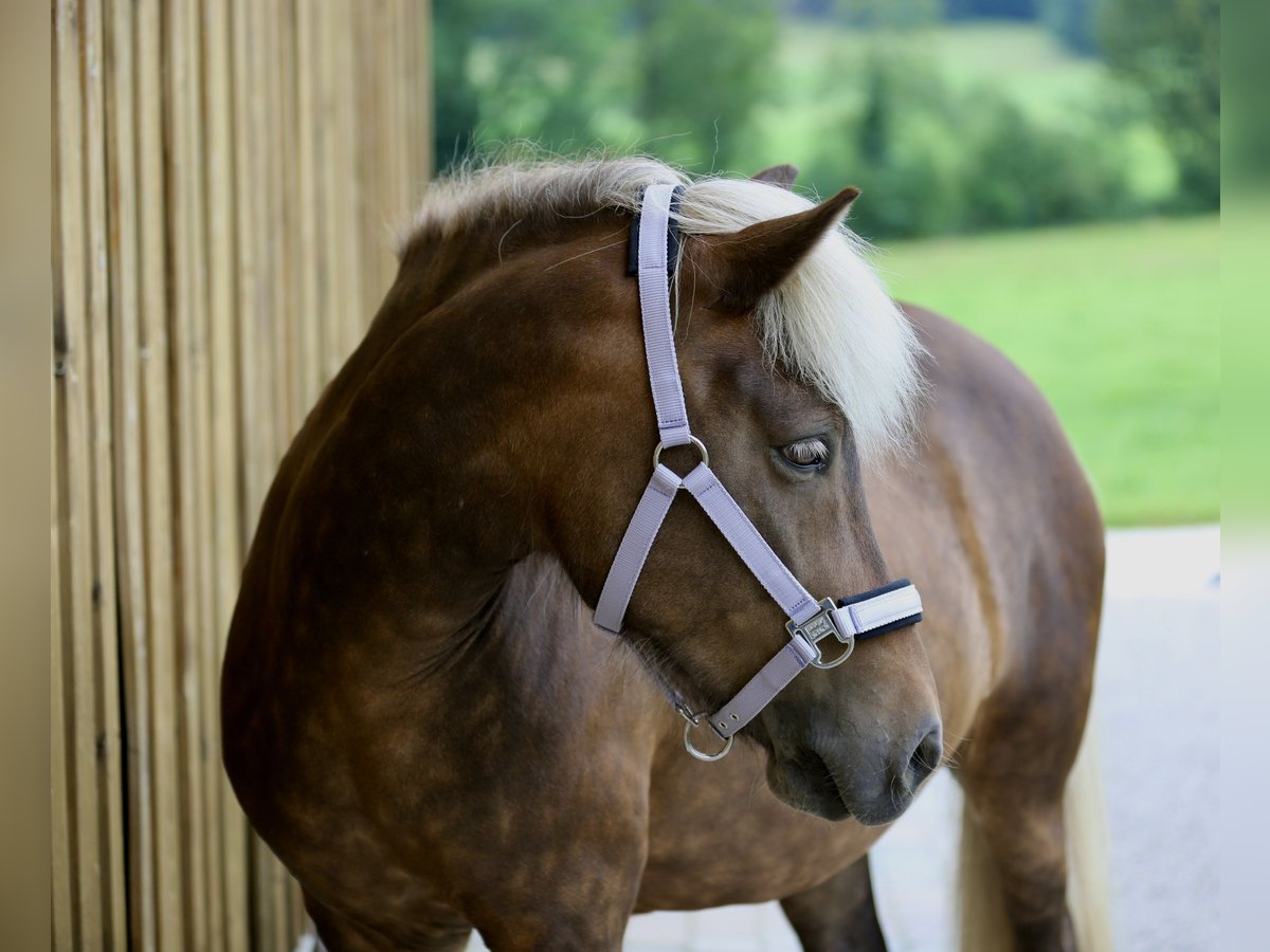 Icelandic Horse Mare 13 years 13,2 hh in Bernau am Chiemsee