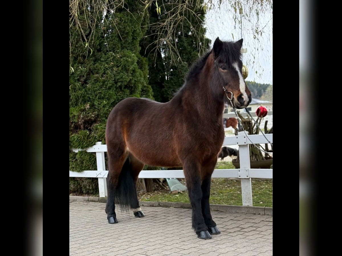 Icelandic Horse Mare 13 years 14,1 hh Brown in Lochen am See