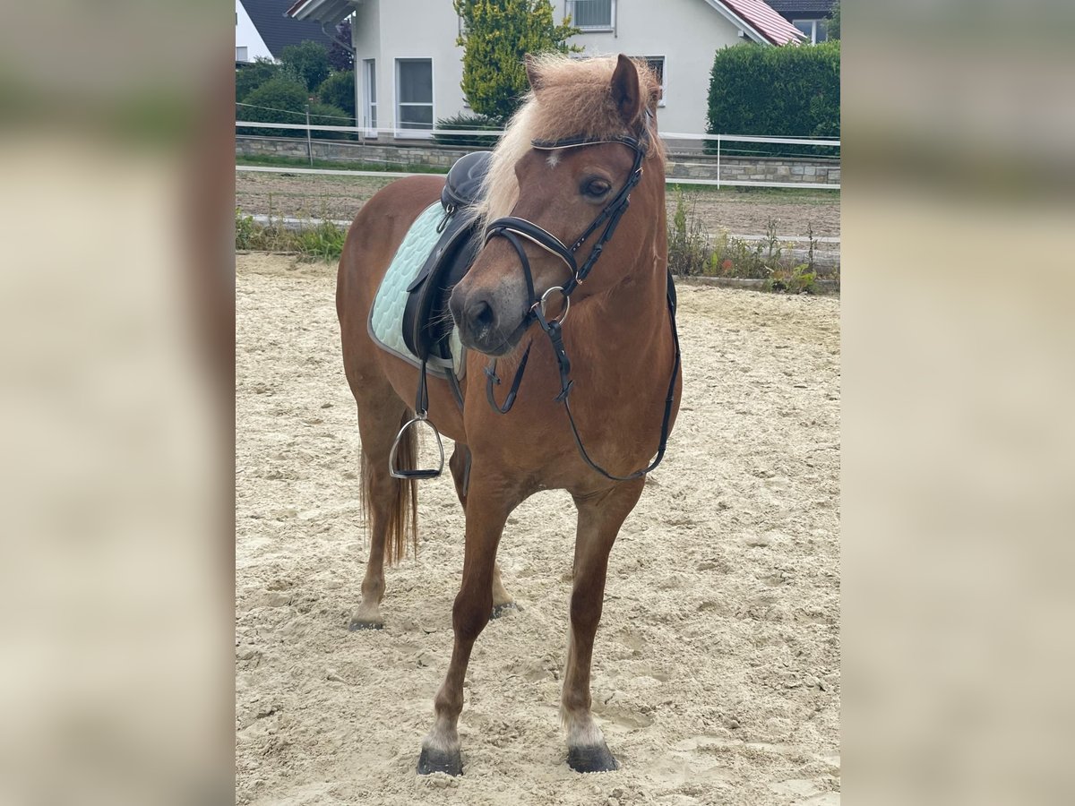 Icelandic Horse Mare 13 years 14,2 hh in Paderborn