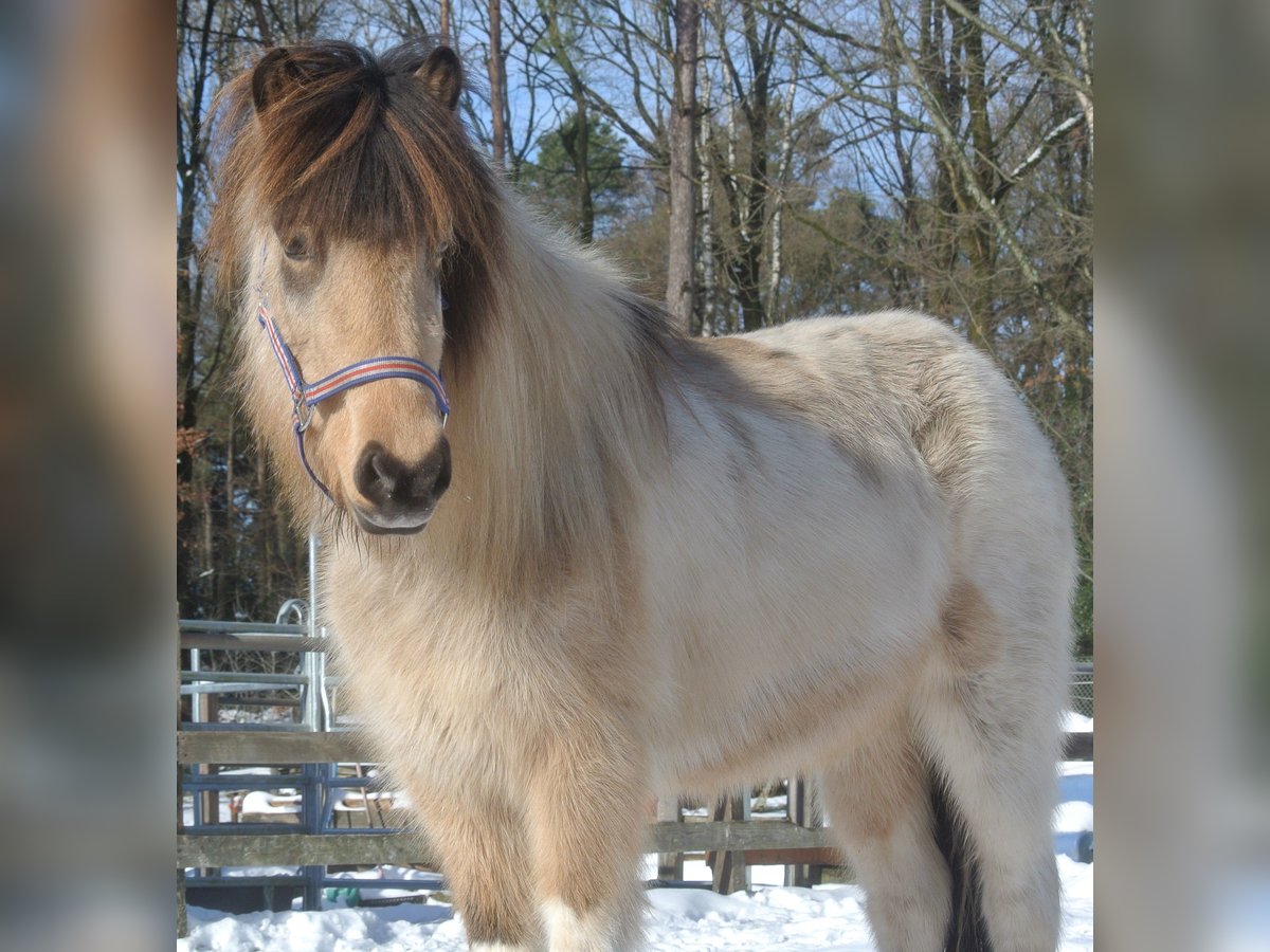Icelandic Horse Mare 13 years in Ruppichteroth