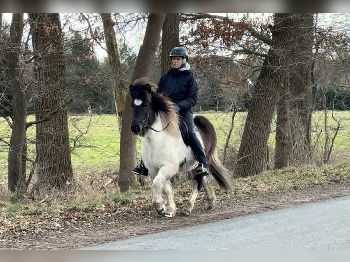 Icelandic Horse Mare 14 years 12,2 hh Pinto in Schneverdingen