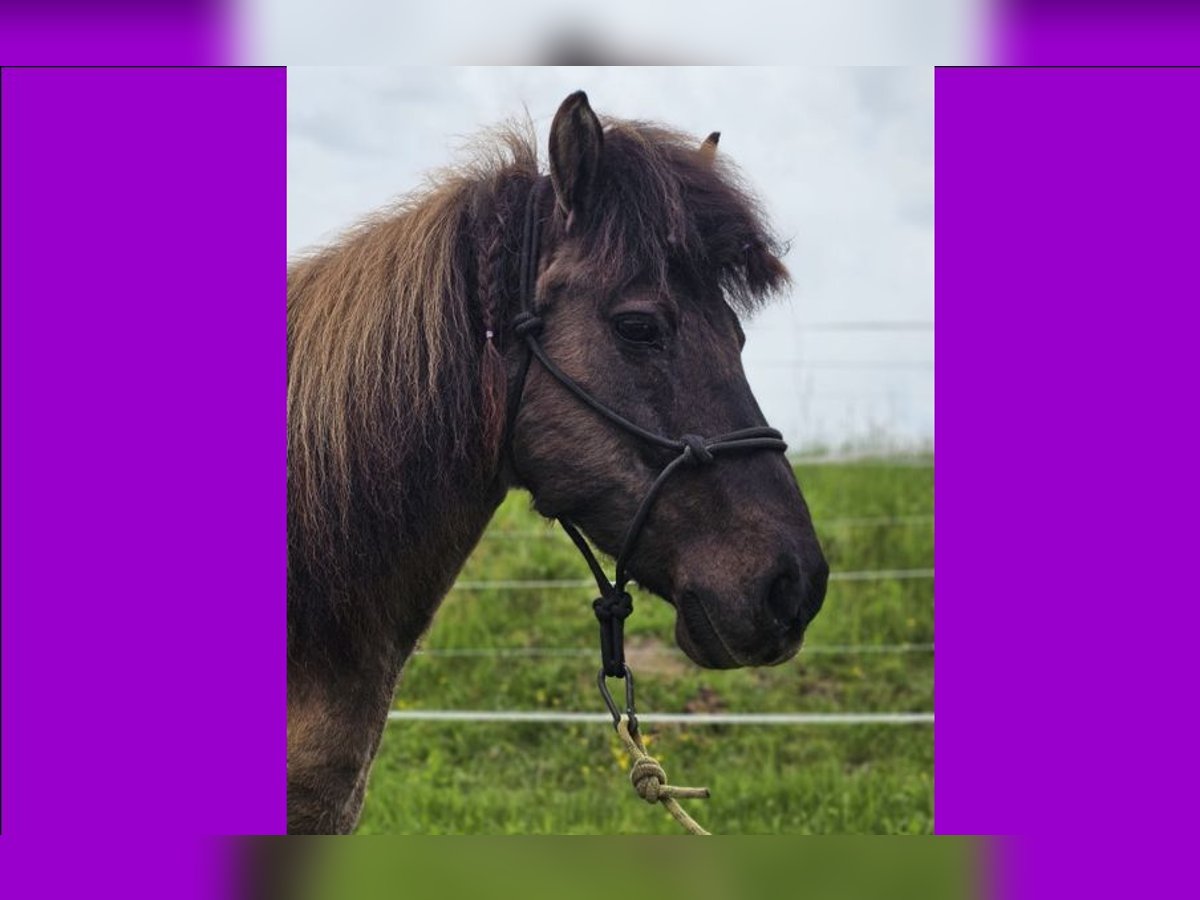 Icelandic Horse Mare 14 years 13,2 hh Dun in Althütte