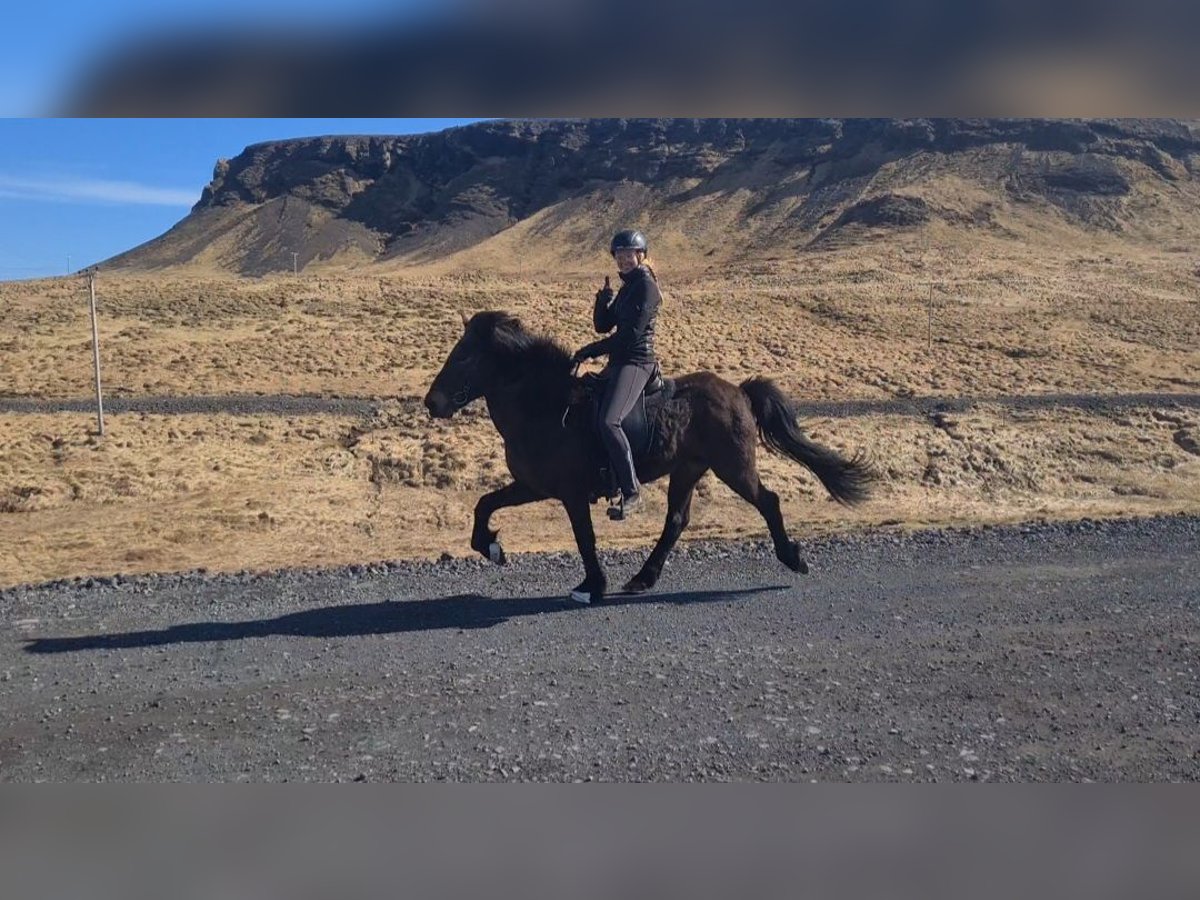 Icelandic Horse Mare 14 years 13,3 hh Brown in Snaefellsbaer