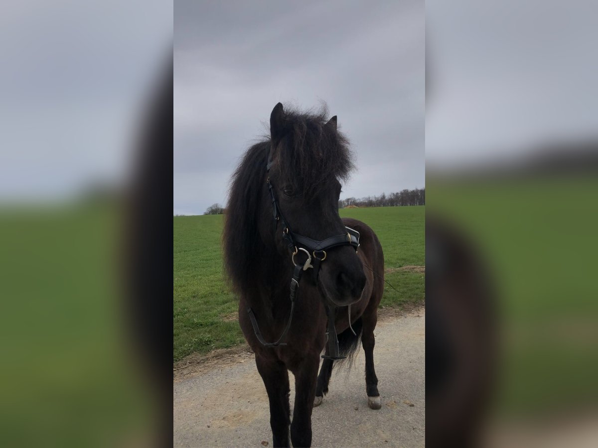 Icelandic Horse Mare 14 years Black in Langerwisch